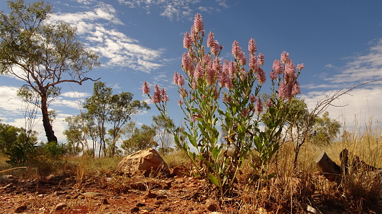 Near Caroline Pool, southeast of Halls Creek, WA.