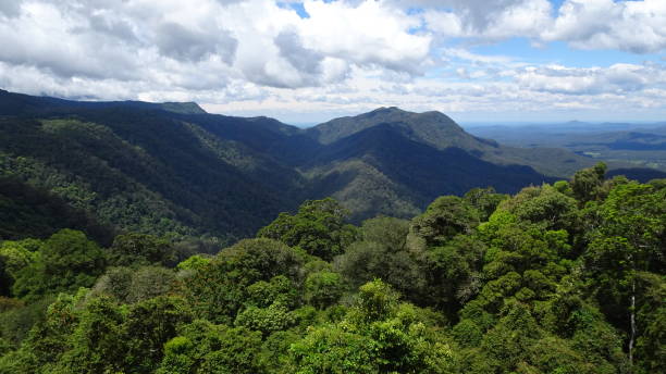 istock Dorrigo NP, NSW 1. 1158594906