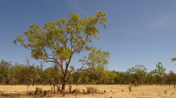 istock East of Dunbar, Qld 2. 1158594911