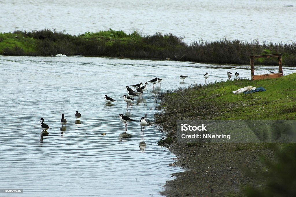 Nero-colletto Trampoli, Himantopus mexicanus - Foto stock royalty-free di Acqua