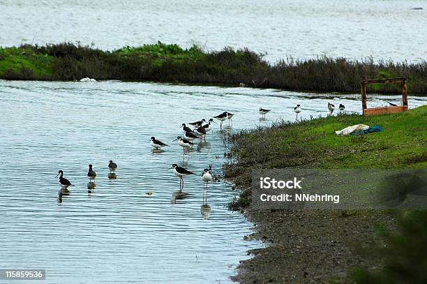 Nerocolletto Trampoli Himantopus Mexicanus - Fotografie stock e altre immagini di Acqua - Acqua, Ambientazione esterna, Animale