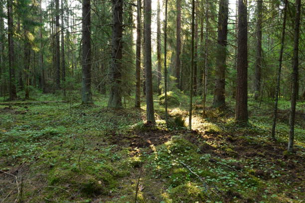 istock tall branching spruce forest in the morning summer sunlight 1158595556