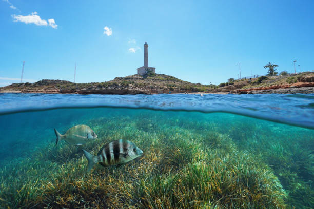 Lighthouse and grassy seabed with fish underwater Coastline with a lighthouse at Cabo de Palos in Spain and grassy seabed with fish underwater, split view half above and below water surface, Mediterranean sea, Cartagena, Murcia murcia stock pictures, royalty-free photos & images