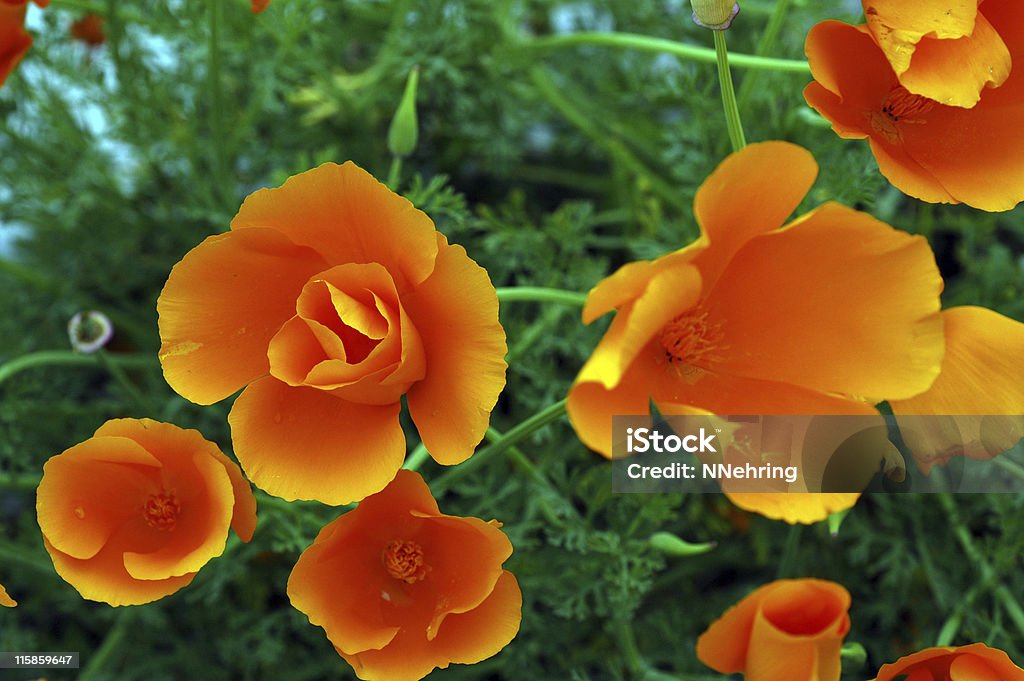 カリフォルニア poppies 、Eschscholzia californica 、オレンジの花 - オレンジ色のロイヤリティフリーストックフォト