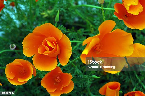 カリフォルニア Poppies Eschscholzia Californica オレンジの花 - オレンジ色のストックフォトや画像を多数ご用意 - オレンジ色, カラー画像, カリフォルニア州