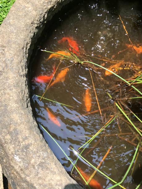 bild von kleinen runden teich in fass geformt steinbecken mit gelben und orangen goldfisch, baby koi karpfen und tropischen pflanzen, outdoor-goldfisch-schüssel-tank mit kleinen haustier fisch fütterung und schwimmen, luftblasen und teichpflanzen wachsen - standing water grass area meadow lawn stock-fotos und bilder