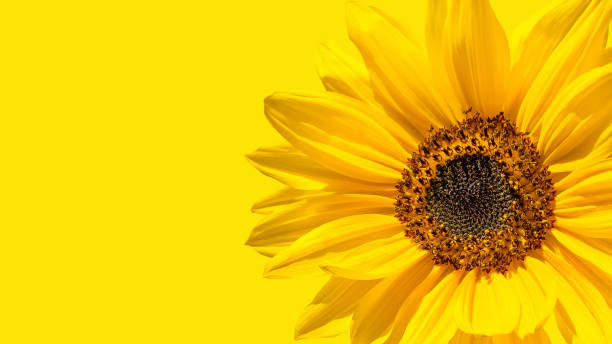 istock Abstraction, sunflower flower. 1158597462