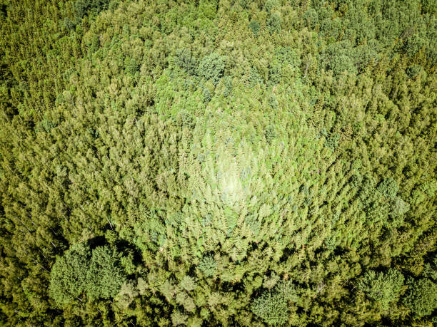 istock endless green forest from drone aerial image in summer 1158597662