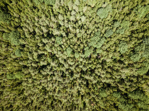 istock endless green forest from drone aerial image in summer 1158597663