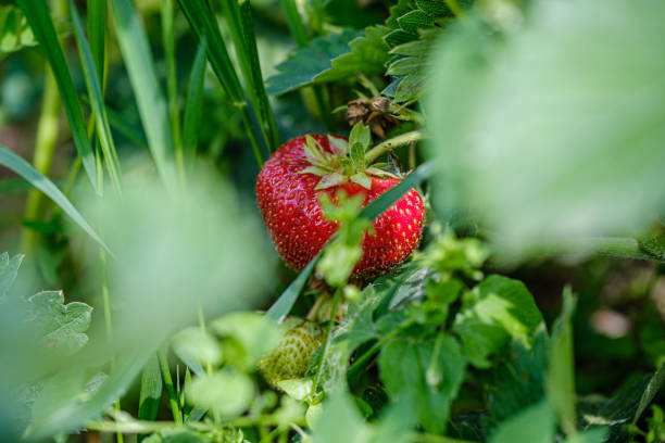 istock wild strawberries red growing on the ground 1158597773