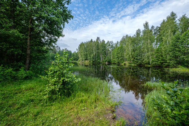 istock calm summer day evening by the forest lake in forest 1158597984