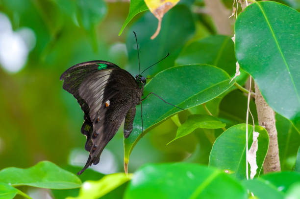 istock Closeup on tropical butterlfy 1158598817