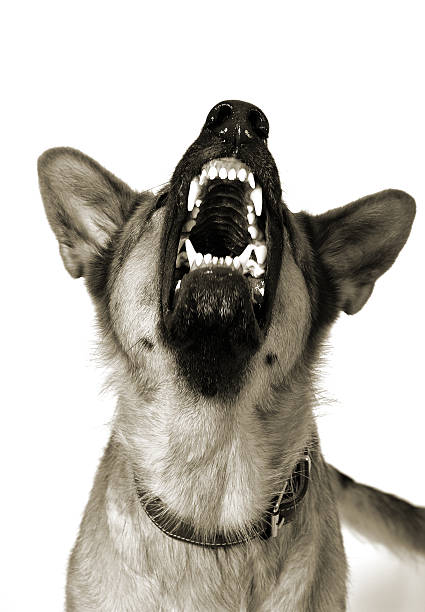 istock Dog who show the teeth 115859892