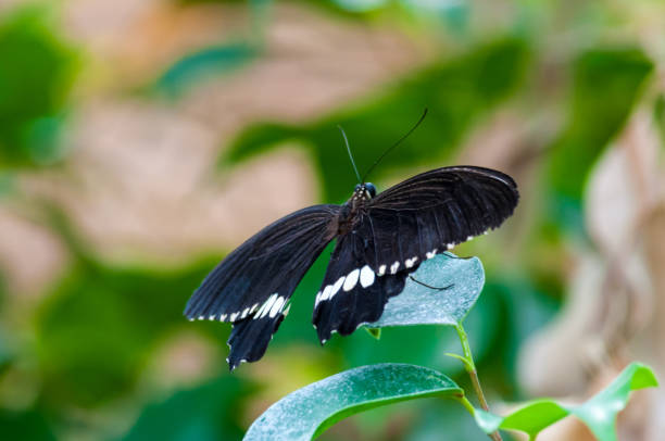 istock Closeup on tropical butterlfy 1158598949