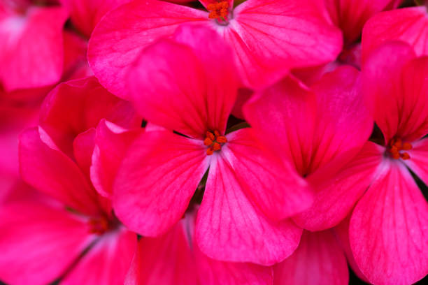 Beautiful Pink Geranium Flowers Close up.Pokhara Nepal