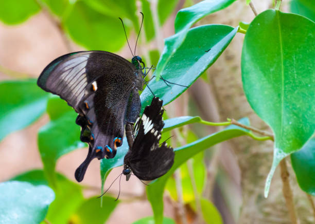istock Closeup on tropical butterlfy 1158599722
