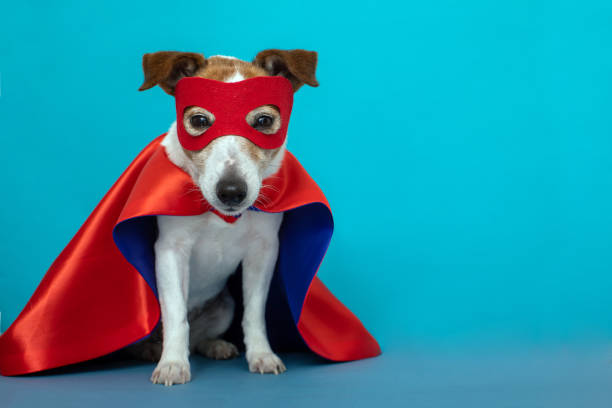 Dog jack russell super hero costume Dog super hero costume. little jack russell wearing a red mask for carnival party isolated blue background headland photos stock pictures, royalty-free photos & images