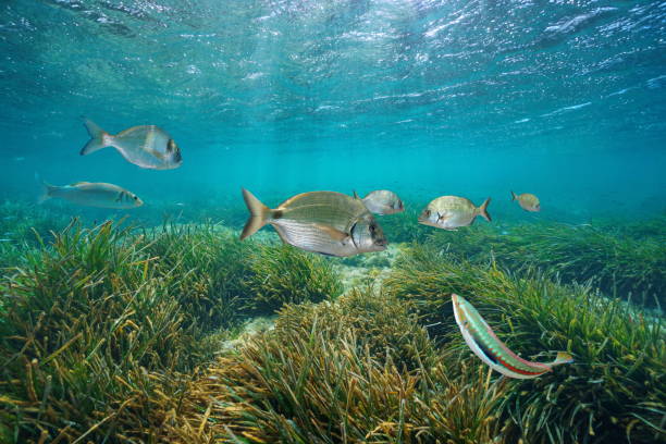 Mediterranean fishes underwater with sea grass Mediterranean fishes underwater with neptune sea grass below water surface, Cabo de Palos, Cartagena, Murcia, Spain marine reserve photos stock pictures, royalty-free photos & images