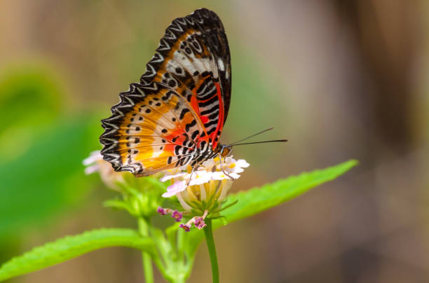 istock Closeup on tropical butterlfy 1158600569