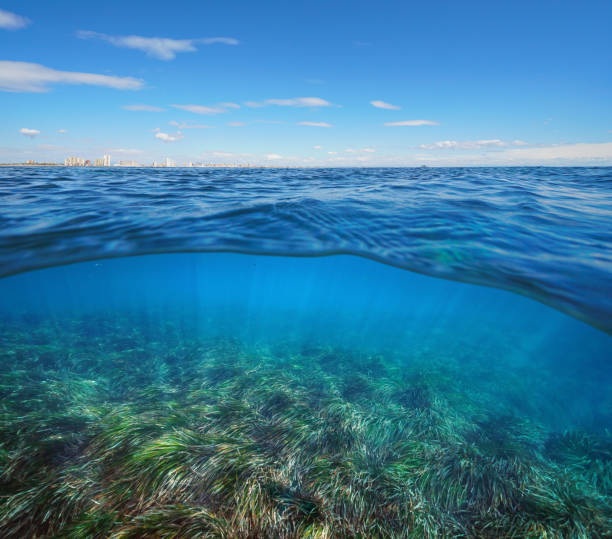 istock Mediterranean sea split view seagrass underwater 1158601082