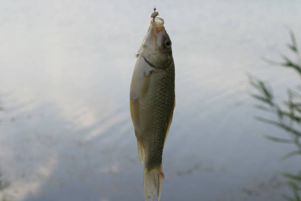 istock catching a crucian on bait 1158601189