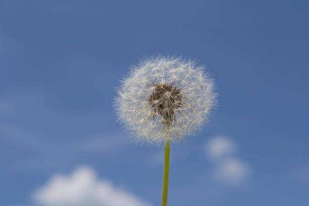 istock white dandelion on a background of blue sky 1158601270