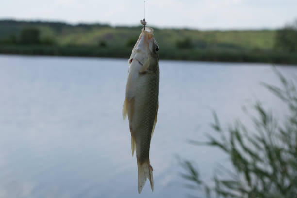 istock crucian carp caught on a lake 1158601271