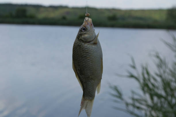 fishing on the lake for crucian