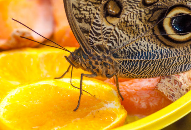 istock Closeup on tropical butterlfy 1158602072