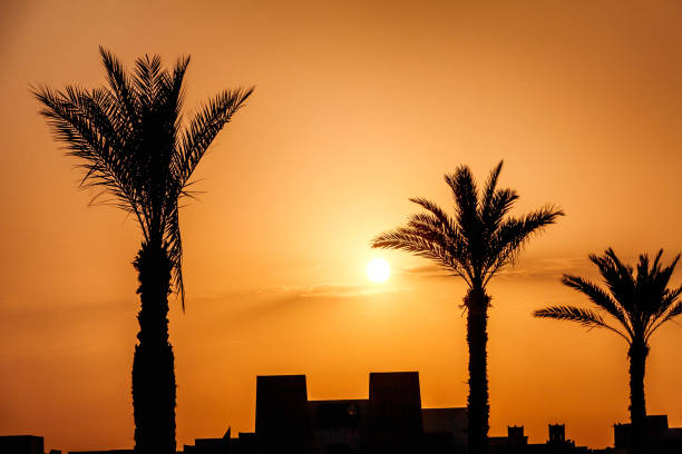 istock Palm tree on the coast in backlit sun at dawn. 1158602418