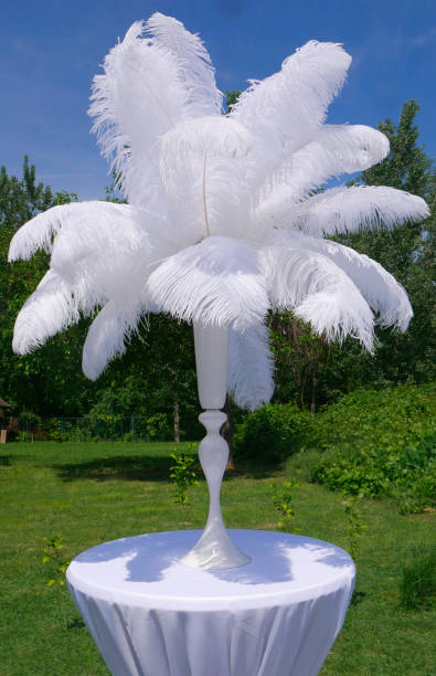 White ostrich feather in vase on a white banquet table.