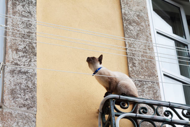 istock Siamese cat sitting on small balcony in Porto 1158604039