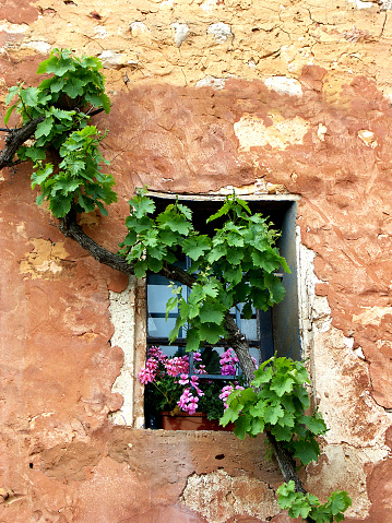 Dilapidated  wall with vine and pelargonium flowers in Roussillon,Provence,France.