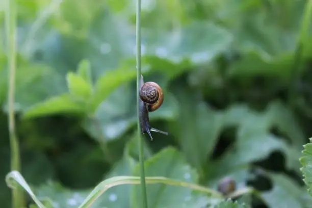 Photo of Brown snail crawling on the green grass in the garden