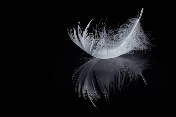 feather and its reflection isolated on black background stock photo