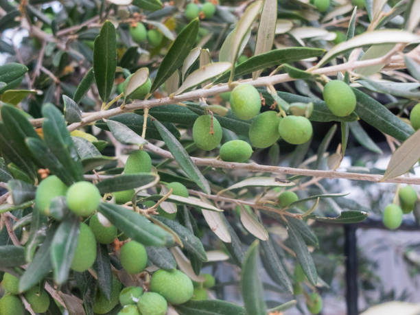 istock Green olive berries and leaves on the olive tree 1158605215