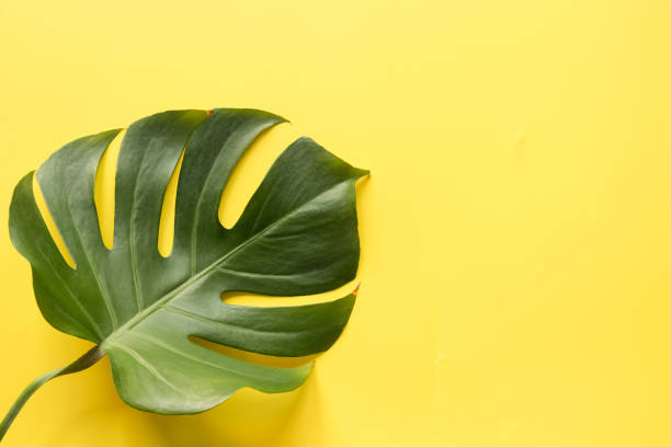 istock Single leaf of monstera on yellow. Close up, isolated with copy space. 1158605312