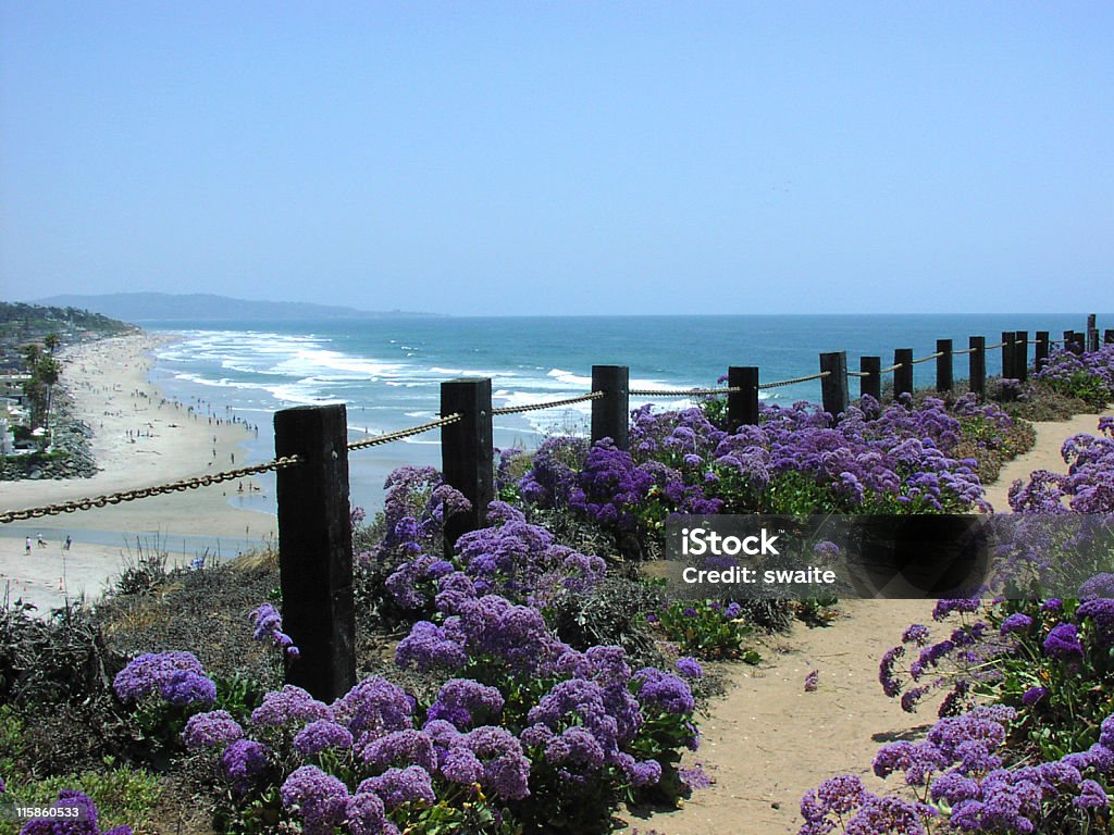 A field of purple flowers by a fence with an ocean view bluff and beach in del mar - it was rumored that brad pitt bought a house on this beach - also see my more upcoming popular file: Beach Stock Photo