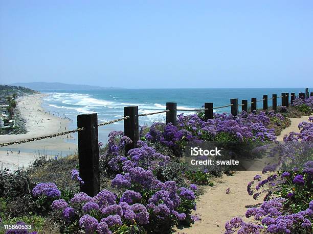 A Field Of Purple Flowers By A Fence With An Ocean View Stock Photo - Download Image Now