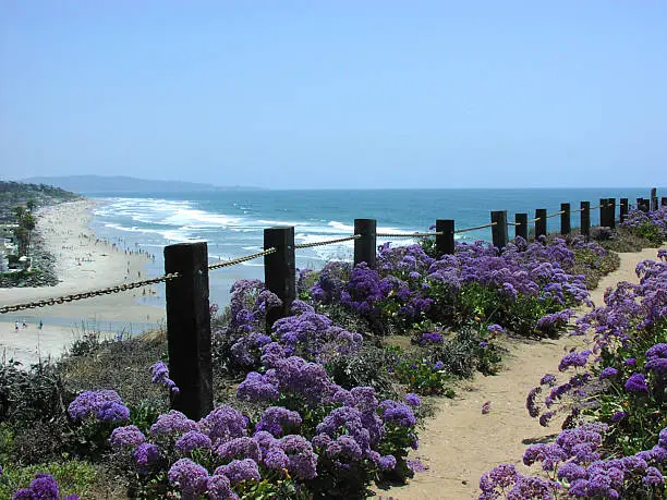 Photo of A field of purple flowers by a fence with an ocean view
