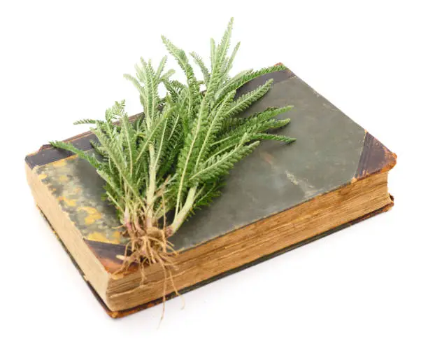 A yarrow leaf lies on an old-time book isolated on a white background.
