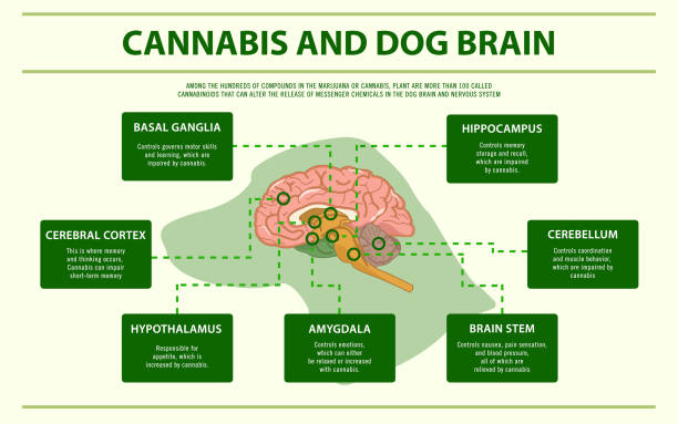 ilustraciones, imágenes clip art, dibujos animados e iconos de stock de infografía horizontal de cannabis y cerebro de perro - cerebro animal