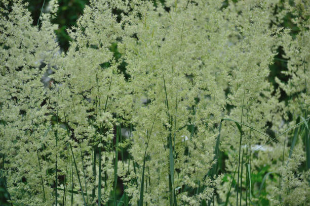 istock Blooming weeds, Koeleria macrantha, prairie Junegrass 1158605389