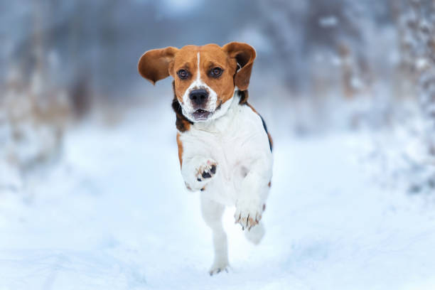 istock Happy beagle dog running at field in winter 1158605879