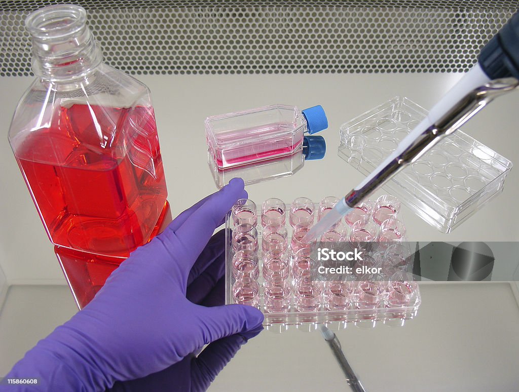 Culturing cells 3 Hands of a scientist wearing protective gloves exchange sterile meduim in a cell culture plate using am automatic pipette Biological Cell Stock Photo