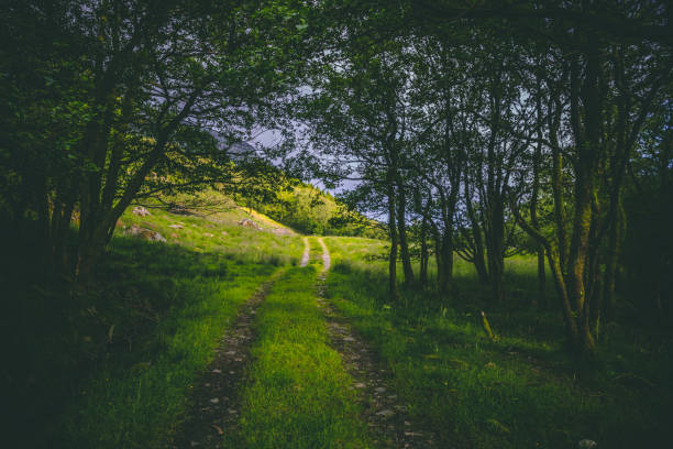 The forest road Norway stock photo