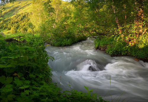 a mountain river with white water flows next to the bright green of the forest and trees