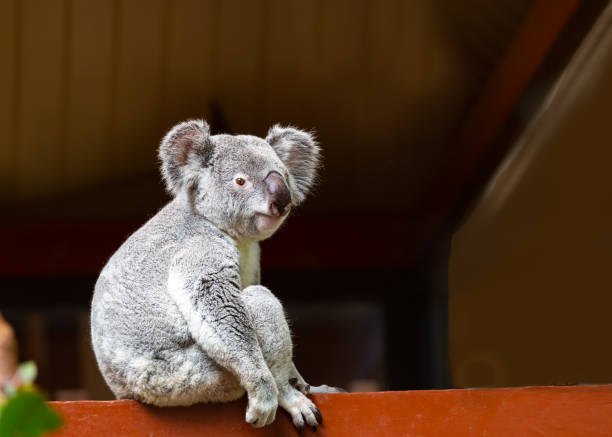 A portrait image of a cute wild grey koala