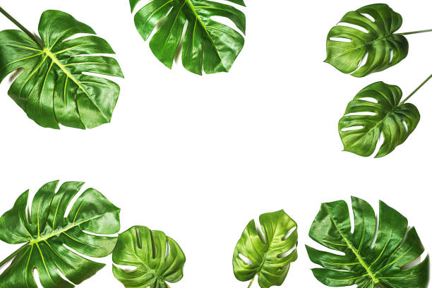 istock Tropical pattern with leaves Monstera isolated, Swiss Cheese Plant, isolated on white background. 1158606832