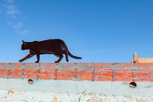 Black cat in the morning sun walk on the wall,Essaouira,Morocco, North Africa,Nikon D3x